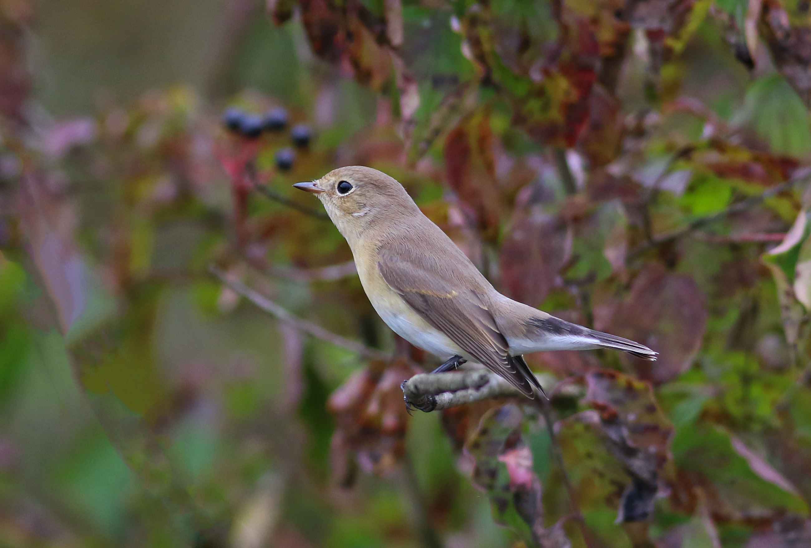 Red-breasted Flycatcher